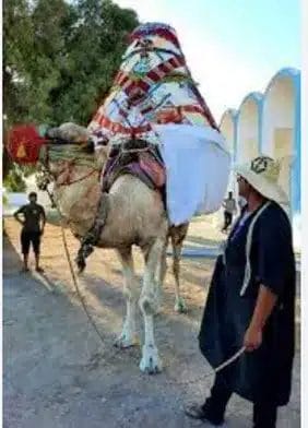 للجمل حكاية أخرى ... الجحفة 