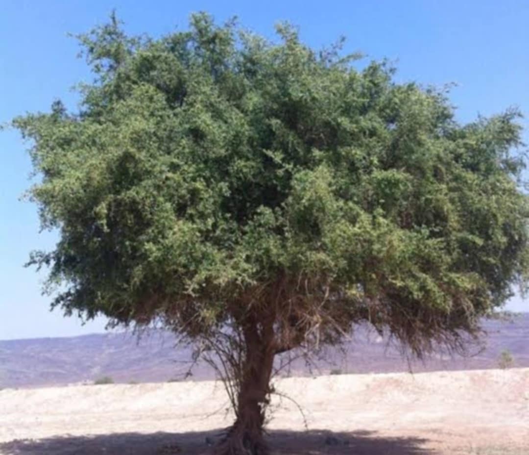 شجرة النبق